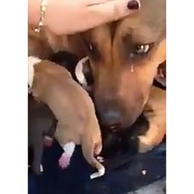Dog-cries-after-she-and-her-puppies-got-rescued-9gag